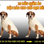 Hướng dẫn cách may quần áo cho thú cưng [20+ mẫu quần áo chó mèo đẹp]