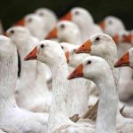 Sự thật tăm tối đằng sau những chiếc áo lông vũ ấm áp mùa đông