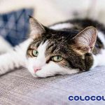 Quần áo bị dính lông khi giặt máy, cứ theo cách này đảm bảo sạch bong