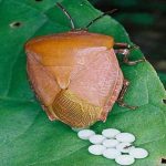 Thấy những hạt nhỏ tý này trên quần áo hay bám trên tường nhà thì phải loại bỏ ngay lập tức