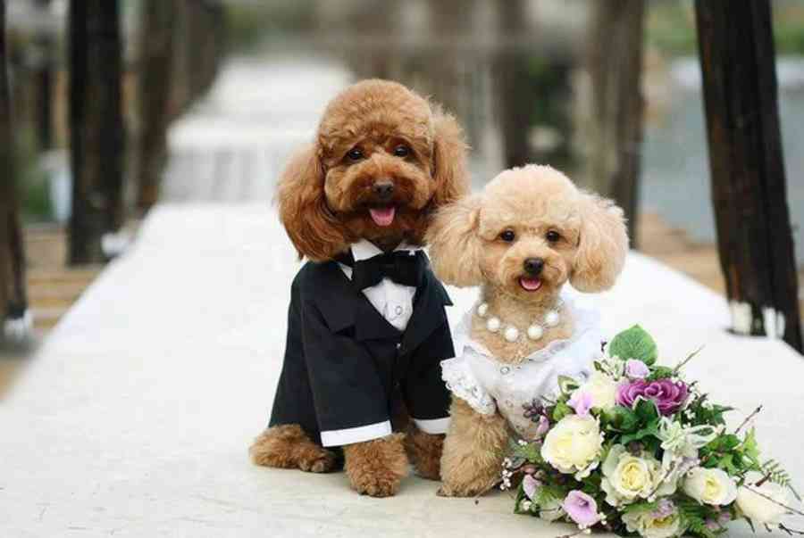 Phối giống chó Poodle: Chia sẻ kinh nghiệm phối giống từ A đến Z (2020)
